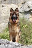 BERGER ALLEMAND 181